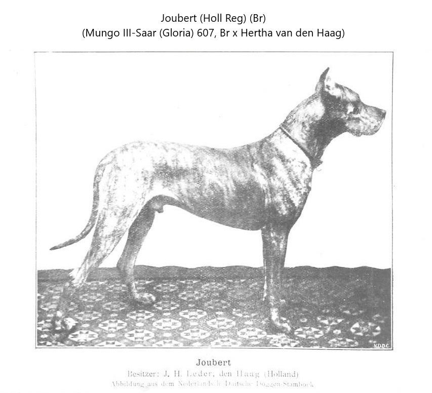 Joubert